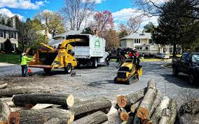 How Our Tree Care Process Works  in  Shenandoah Farms, VA