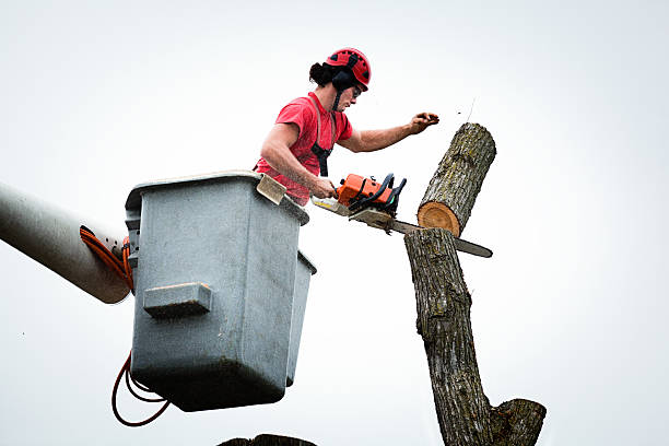 Best Tree Trimming and Pruning  in Shenandoah Farms, VA